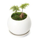 (盆栽)苔盆栽 フジノマンネングサ 陽火石付 マットボールS植え(1鉢)受皿付
