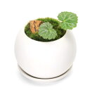 (盆栽)苔盆栽 ユキノシタ 陽火石付 マットボールS植え(1鉢)受皿付