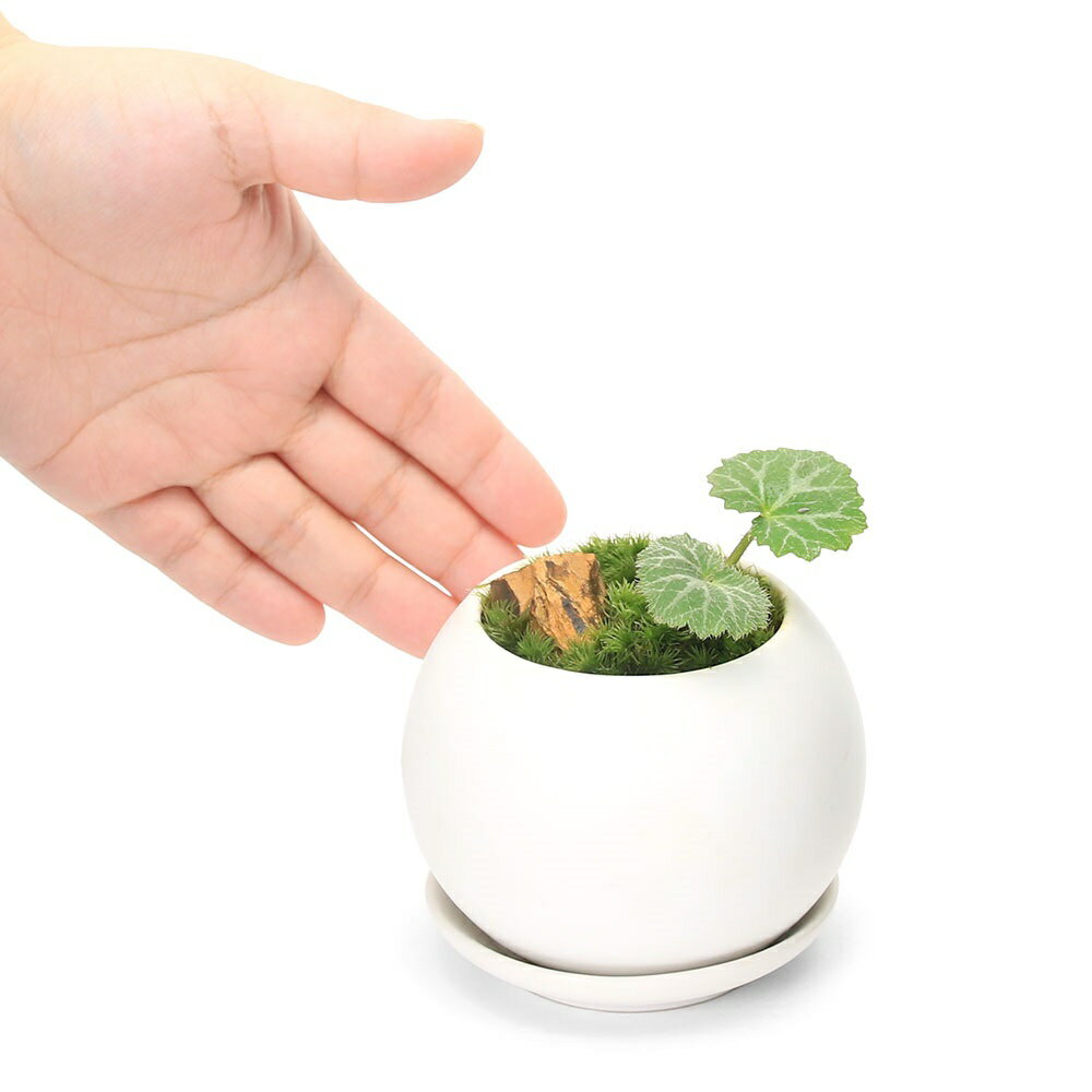 （盆栽）苔盆栽　ユキノシタ　陽火石付　マットボールS植え（1鉢）受皿付