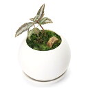 (盆栽)苔盆栽 ピレア シルバーツリー 陽火石付 マットボールS植え(1鉢)受皿付