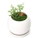 (盆栽)苔盆栽 レインボーファン 陽火石付 マットボールS植え(1鉢)受皿付