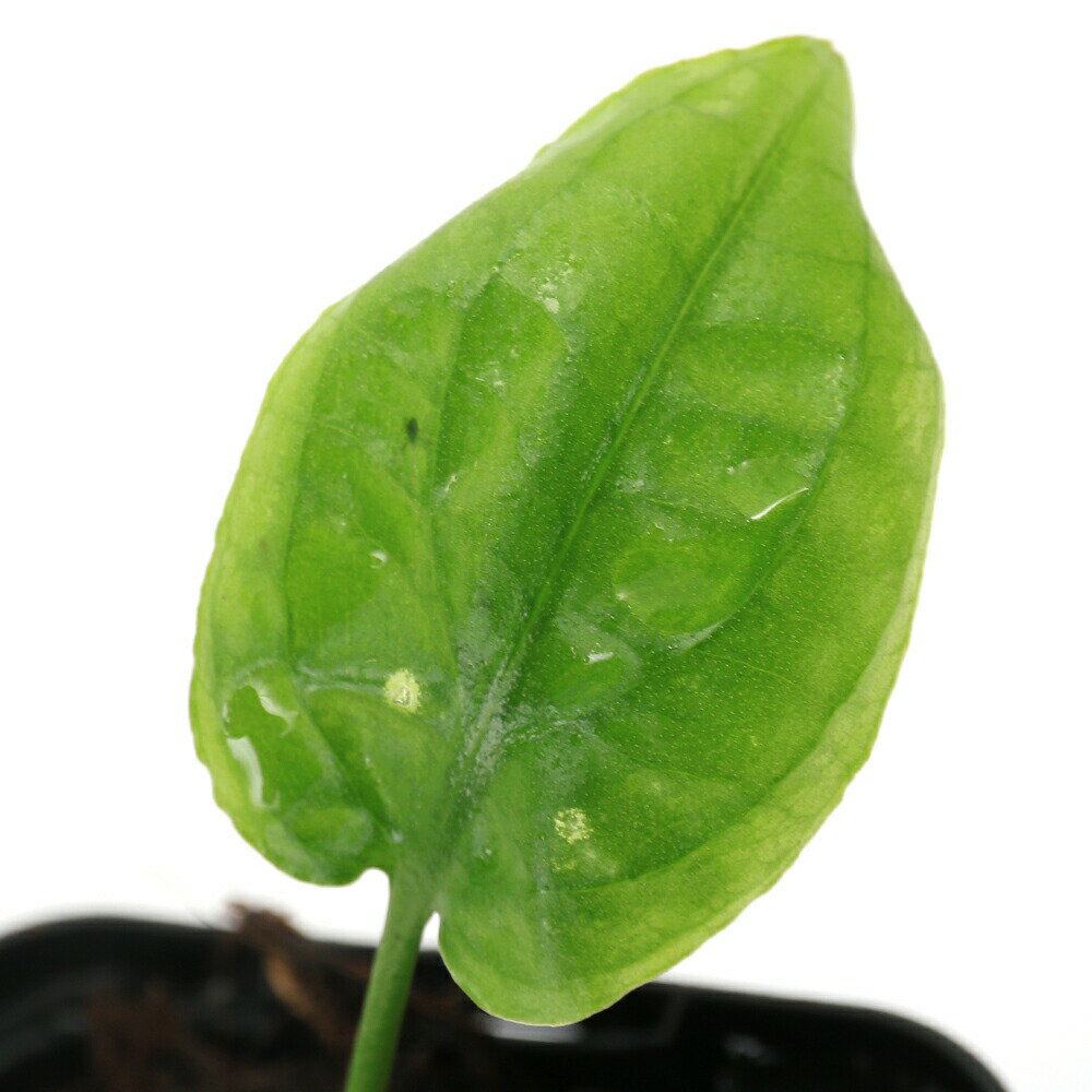 （水草）クリプトコリネ　ミニマ　Atje　Takengon　Aceh産（水上葉）（1株）