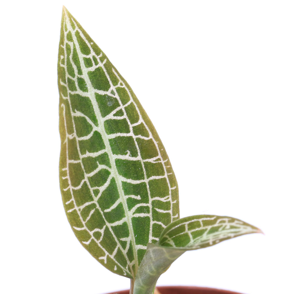 （テラリウム）グッディエラ ピスピダ（1ポット） 北海道・九州航空便要保温