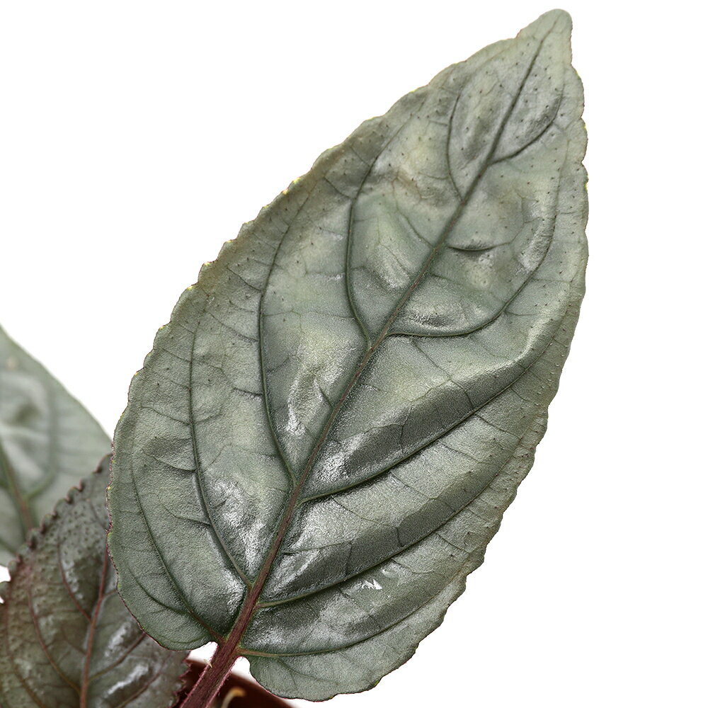 （テラリウム）ヘミグラフィス アルテルナータ Pulau Nias（1ポット） 北海道・九州航空便要保温