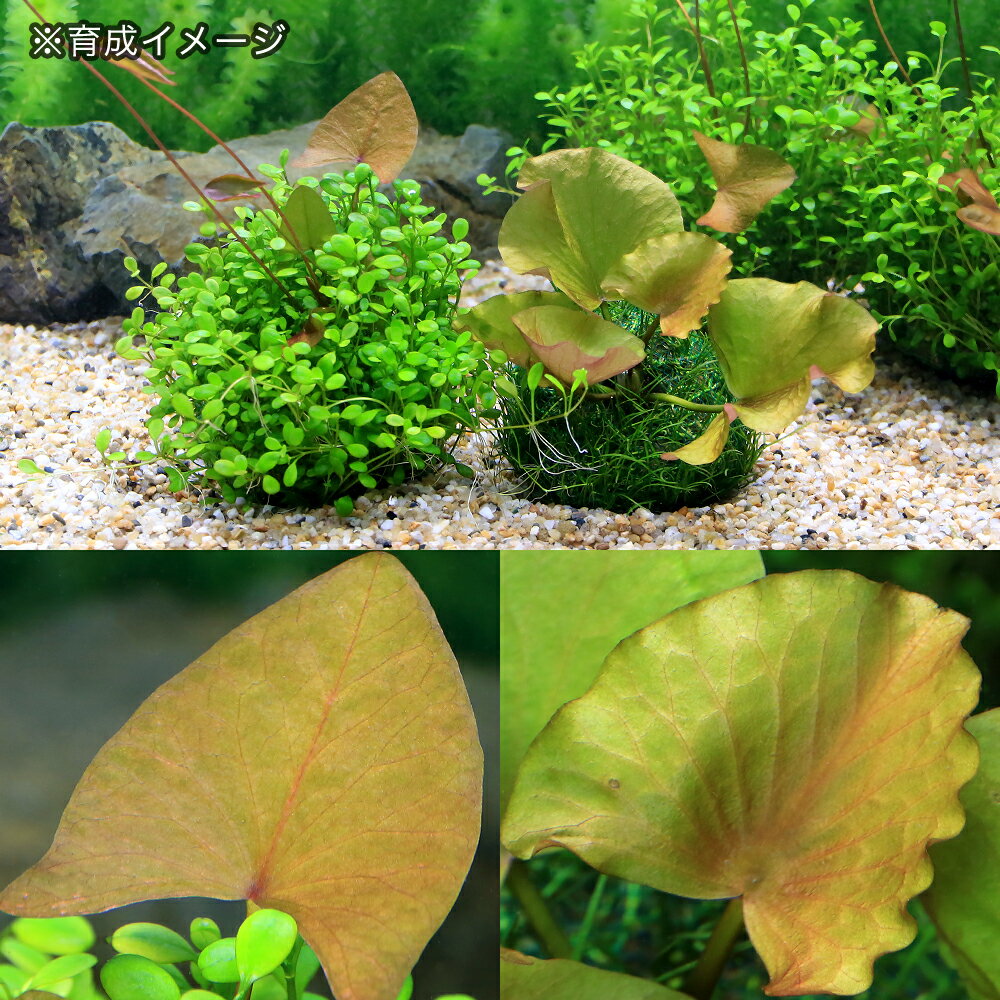 （水草）巻きたて　水草ドーム　〜熱帯性スイレン〜（1個）