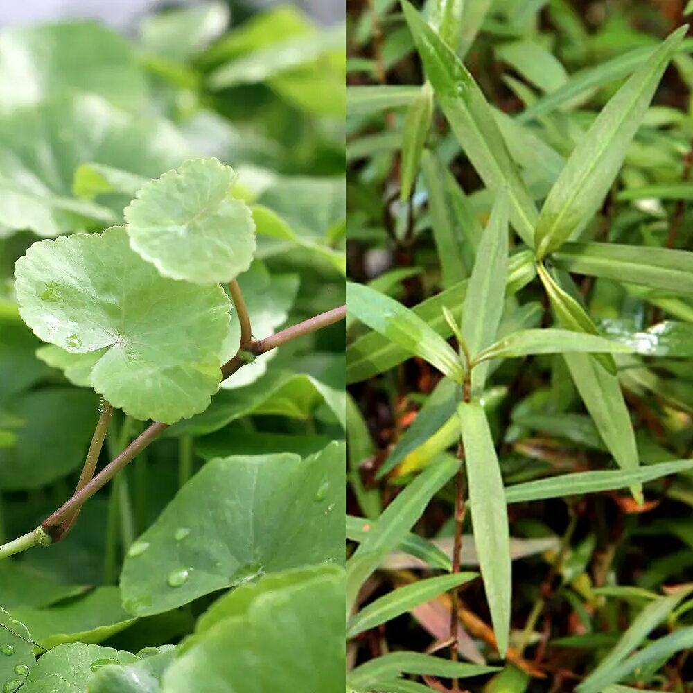 （水草）ビギナー向け水草　2種セット（アマゾンチドメグサ＋ポリゴナムsp．ピンク）（水上葉）（各5本）