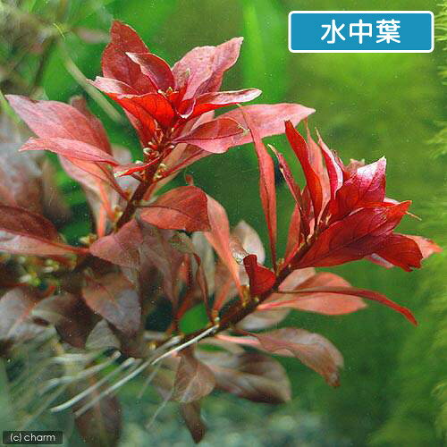 （水草）ルドウィジア　レペンス　ルビン（水上葉）（無農薬）（30本）