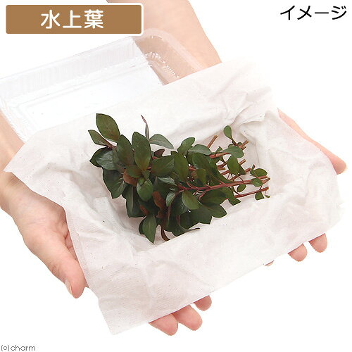 （水草）ルドウィジア　レペンス　ルビン（水上葉）（無農薬）（30本）