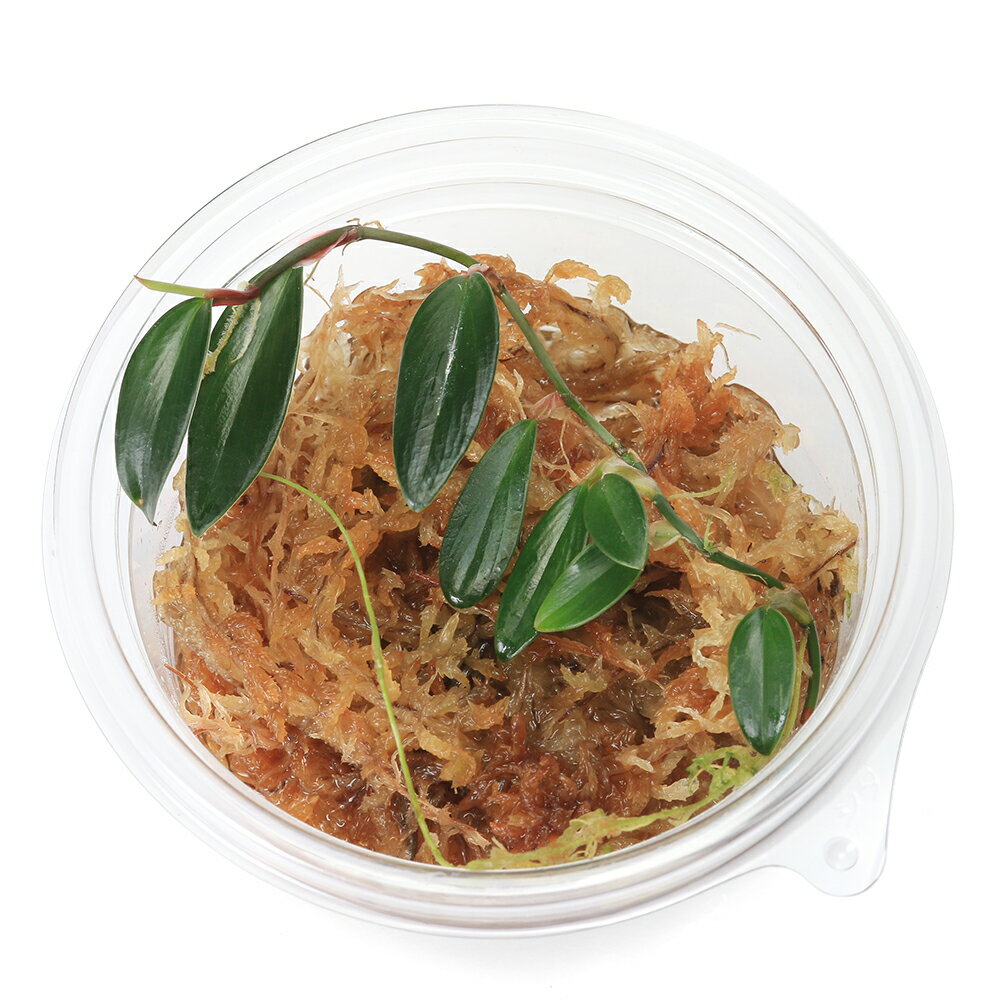 �ʥƥ�ꥦ��˥ե����ǥ�ɥ���aff���ԥ�ꥢ�̥ࡡDarkside��1���åסˡ��̳�ƻ���彣�Ҷ������ݲ�