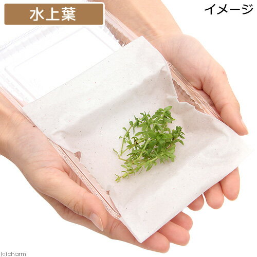 �ʿ���˥٥ȥʥॴ�ޥΥϥ����ʿ���աˡ�̵�����ˡ�30�ܡ�