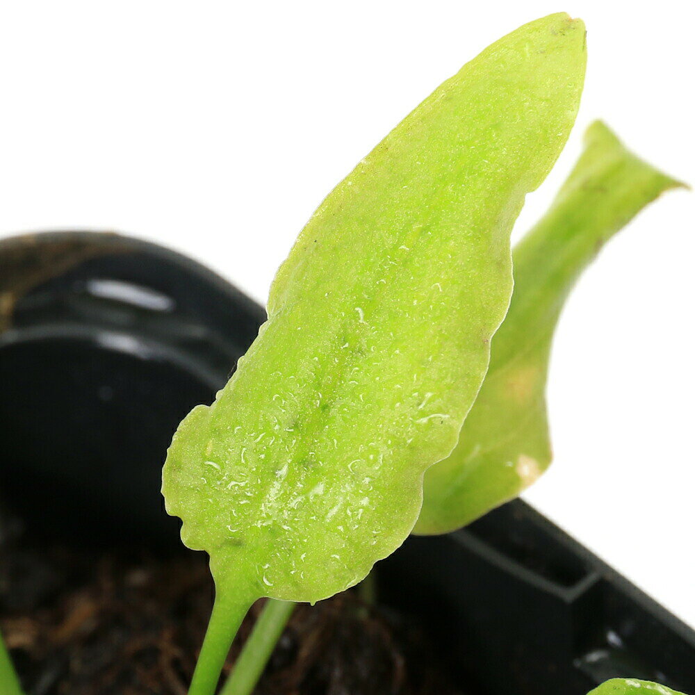 グリーンの虎柄葉が大変美しいヌーリーです！クリプトコリネ　ヌーリー　Lga−6　Pulau　Lingga産発送サイズ約1cm〜学名（※）Cryptocoryne　sp．（※）…改良品種や学名が不明の種は流通名での記載の場合があります。分類サトイモ科(Araceae)クリプトコリネ属(Cryptocoryne)どんな種類？育成難易度　→　★★★☆☆クリプトコリネ　ヌーリー　Lga−6　Pulau　Lingga産の名称で入荷した株の増殖株です。販売名はインボイスとなり仏炎苞を未確認の為、必ずしも販売名の学名と一致しない場合がございます。予めご了承ください。育成はpH5〜6の弱酸性の環境を好むため、水槽育成ではソイル、水上育成ではピートモスを多く混ぜた用土や水苔を使用します。CO2添加を施した環境の方が葉が綺麗に育ち増殖し易いですが、無添加の環境でも育成可能です。クリプトコリネは28度以上の高水温や蒸れで葉が溶ける可能性が高まるため、通年を通して22〜26度程度の温度を維持します。本種は水上での育成が向いていますが、安定した環境であれば水槽内でも水中葉を展開します。育成要件＆データ光量（LED）　→　60cm20W1灯以上（800lm〜）CO2　　　　 →　1滴／3秒（60cm標準水槽相当）pH　　　　　　→　5〜6．5GH　　　　 　 →　0〜3kH　　　　　　→　0〜3温度　　　　　→　20〜26度底砂　　　　　→　ソイル、砂、大磯推奨水槽　　→　30cm以上植栽位置　　→　前□□■■□後草姿　　　　　→　ロゼット型最大草姿　　→　40cm生長速度　　→　遅め増殖方法　　→　地下茎、株分け※…育成環境は一例です。必ずしもこの環境下であれば育つことを確約するものではございません。注意※表記サイズは1株（1本）でのおおよその目安です。育成環境や、成長の度合いにより最大サイズは異なります。GEX　水草一番サンド　8kg　（グリーン）　お一人様3点限り　ジェックス　ソイル水草工房メイキング　ブラックソイル　パウダー　8L　お一人様3点限りスリット鉢　マジカルポット　90　2．5号×30個　約300cc　肉厚　サボテン国産　ph無調整　長繊維ピートモス　3L　熱帯魚　卵生メダカ　産卵アクロ　TRIANGLE　LED　GROW　600　3000lm　60cm水槽　照明　水草育成　熱帯魚　アクアリウム　ライトPlants　Fine　セット　各400ml（水草の栄養液）CO2フルセット　チャームオリジナルコンパクトレギュレーター　Cセット（3mm対応）　水草　CO2添加 … PF_SPQ　水草　rarecry　クリプトとその近縁　ワイルド便　陰性水草　低光量　サトイモ科　Araceae　クリプトコリネ属　Cryptocoryne　nurii　クリプトコリネ　ヌーリー　y24m05　KYS　20240530■この商品をお買い上げのお客様は、下記商品もお買い上げです。※この商品には付属しません。■GEX　水草一番サンド　8kg　（グリーン）　お一人様3点限り　ジェックス　ソイル水草工房メイキング　ブラックソイル　パウダー　8L　お一人様3点限りスリット鉢　マジカルポット　90　2．5号×30個　約300cc　肉厚　サボテン国産　ph無調整　長繊維ピートモス　3L　熱帯魚　卵生メダカ　産卵アクロ　TRIANGLE　LED　GROW　600　3000lm　60cm水槽　照明　水草育成　熱帯魚　アクアリウム　ライトPlants　Fine　セット　各400ml（水草の栄養液）CO2フルセット　チャームオリジナルコンパクトレギュレーター　Cセット（3mm対応）　水草　CO2添加