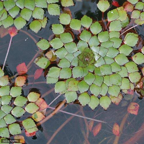 �ʥӥ��ȡ��ס˿�����ʪ������������������ʥ�ɥ������������ɥ��ǥ��ˡ�̵�����ˡ�2����