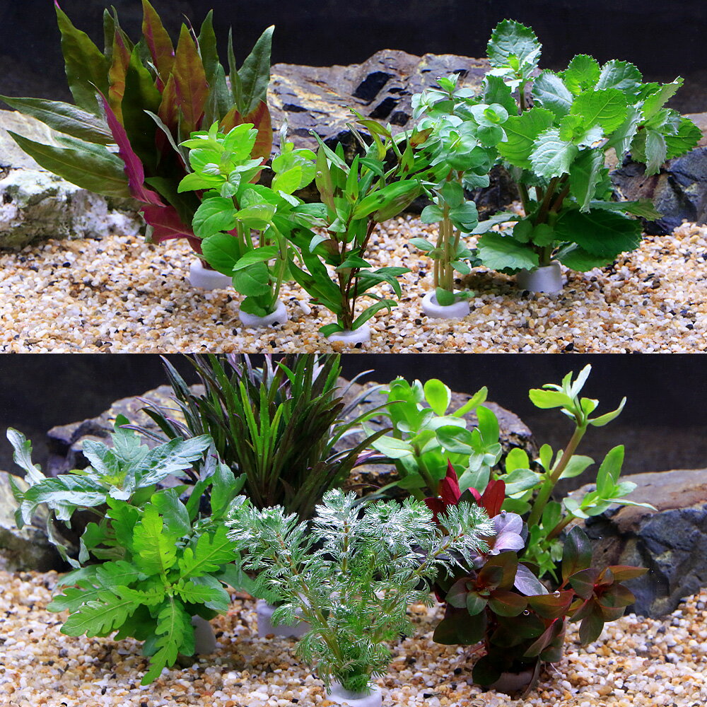 �ʿ�����֤�������ñ���ޥ����󥰥ۥ磻�ȡ���ˡ����ޤ�������10�ĥ��åȡʿ���աˡ�̵������