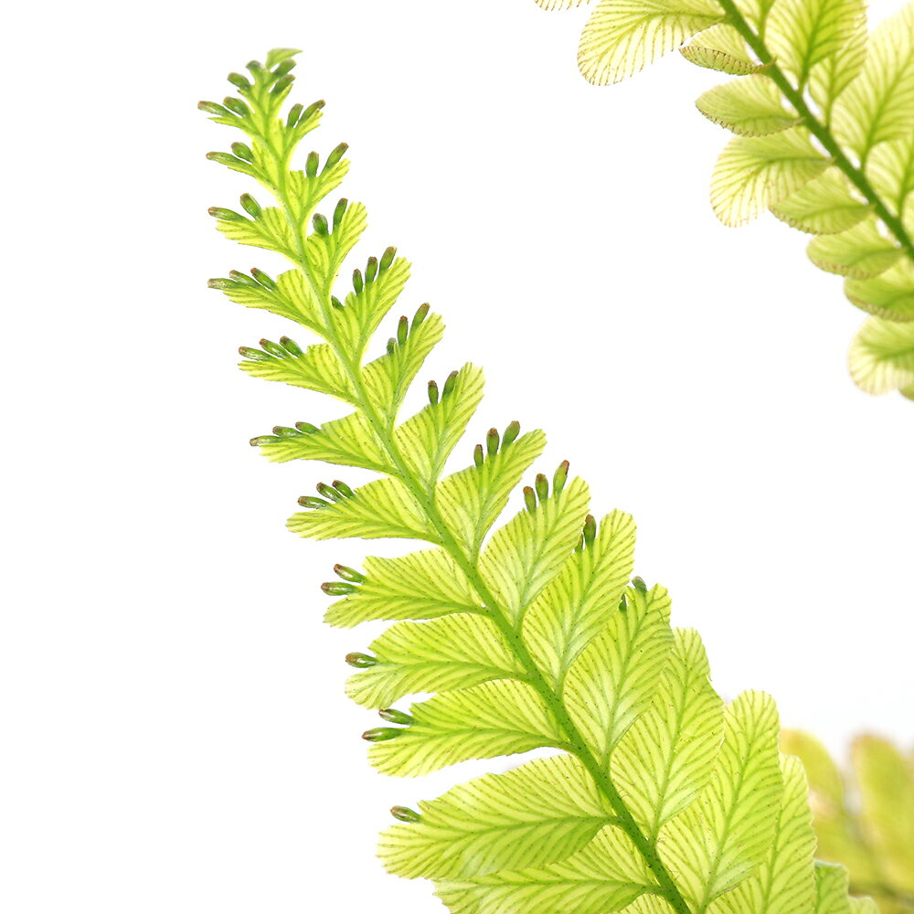 �ʥƥ�ꥦ��˥ȥꥳ�ޥͥ��������˥��ࡡ������������̵�����ˡ�1�ݥåȡˡ��̳�ƻ���彣�Ҷ������ݲ�