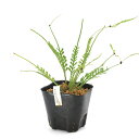 (観葉植物)シダ オニヒノキシダ(アスプレニウム ケンゾイ) 3号(1鉢)