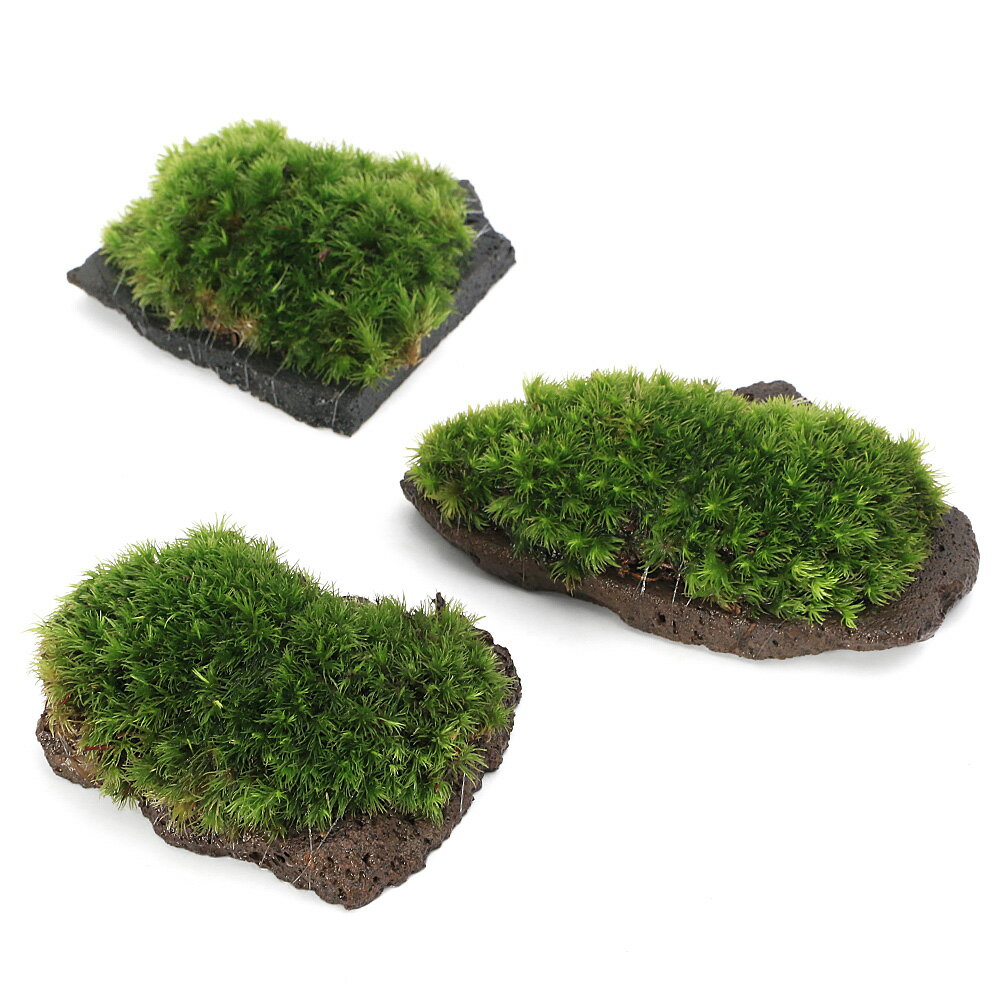 �ʥƥ�ꥦ��˴������ơ���ޥ����դ����饤���ϴ��С�SS����������1�ġ�