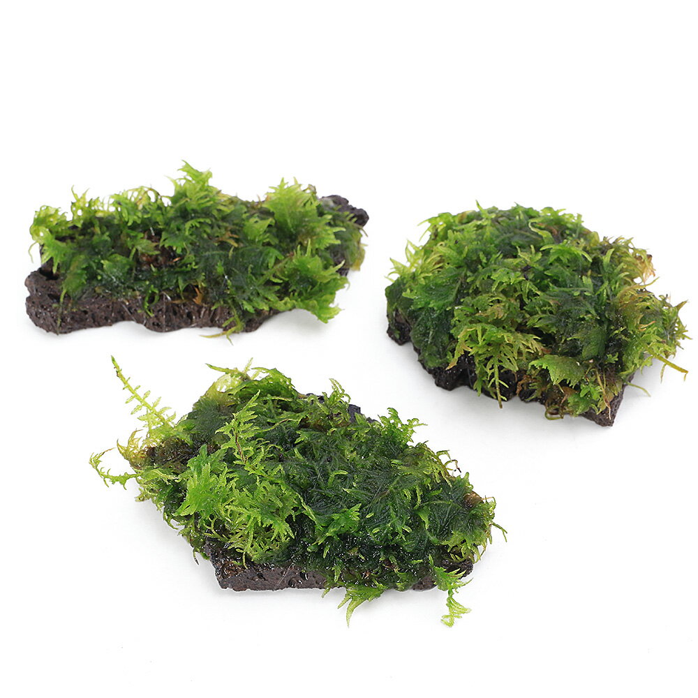 �ʥƥ�ꥦ��˴������ơ������ĥ䥴���դ����饤���ϴ��С�SS����������1�ġ�