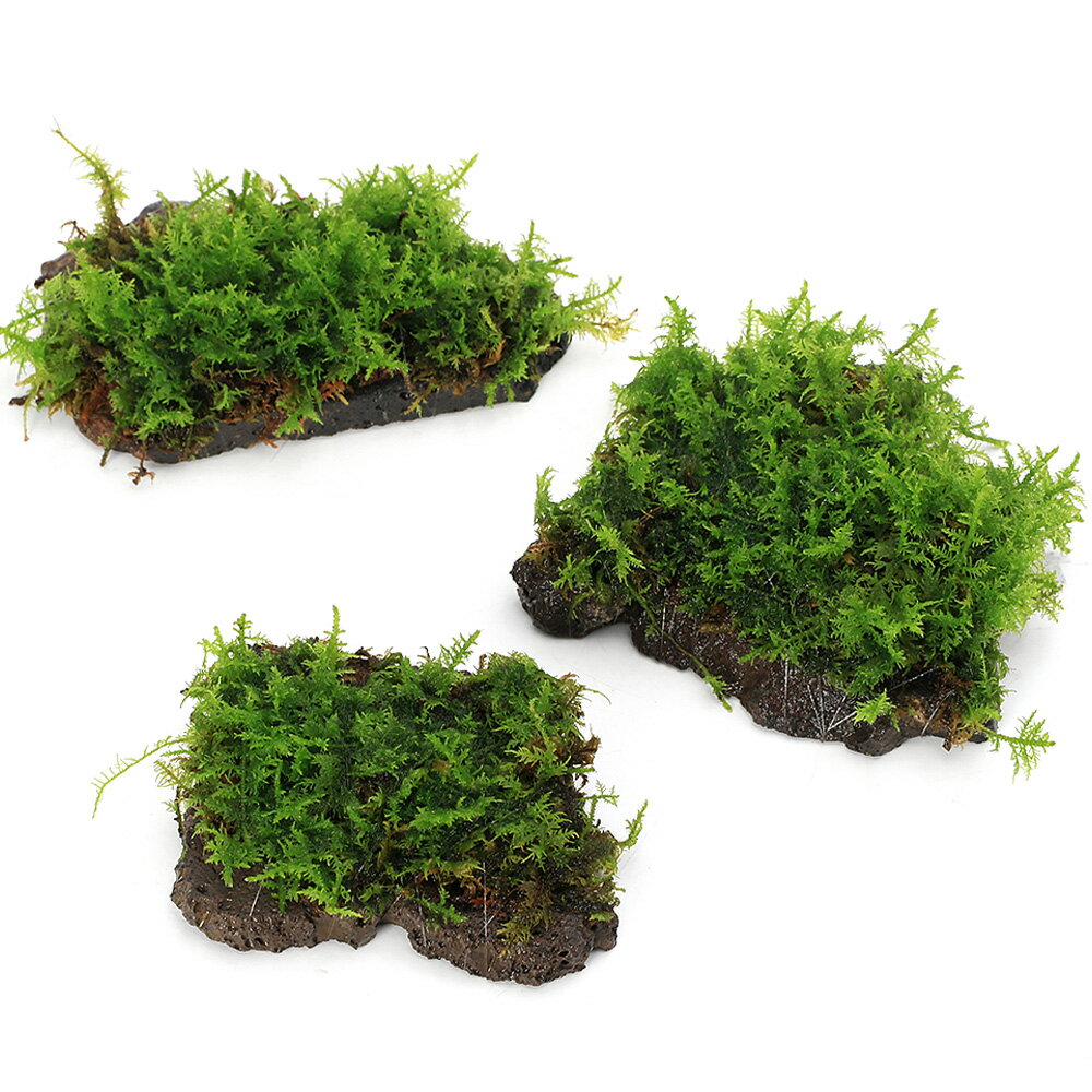 �ʥƥ�ꥦ��˴������ơ����Υ֥����դ����饤���ϴ��С�SS����������1�ġ�