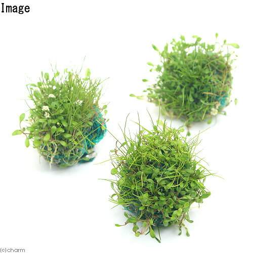 charm 3980 楽天市場店の（水草）★育成済★　ミックスボール（ヘアショー＋グロッソスティグマ）（水上葉）（3個）｜アングル2