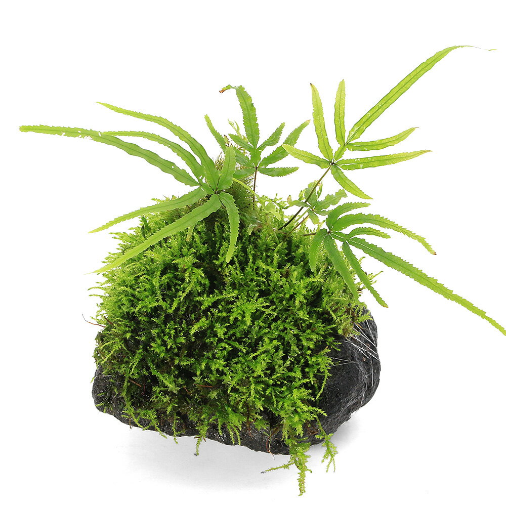 �ʥƥ�ꥦ��˴������ơ��ݤγڱࡡ�ϴ��С���1�ġ�