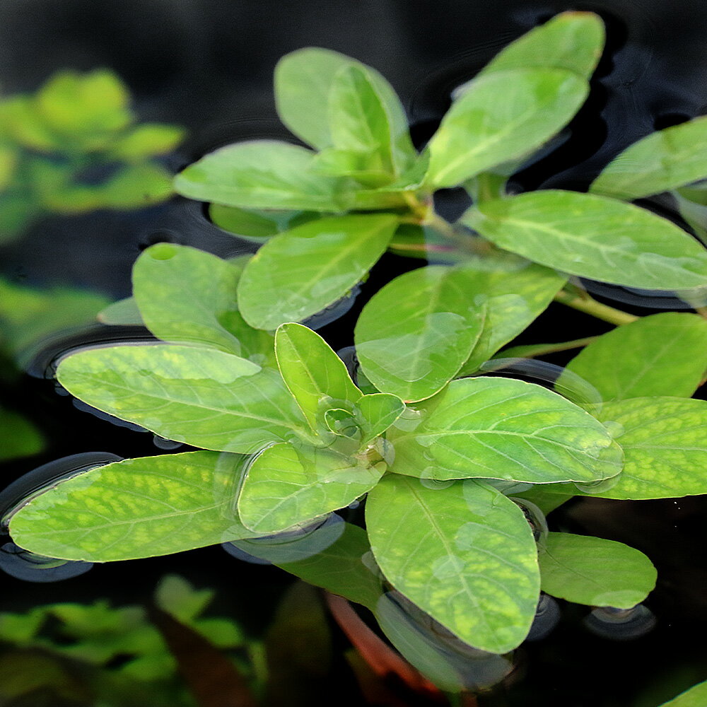 �ʿ���˥��ߥ�����Х��ʿ���աˡ�̵�����ˡ�5�ܡ�