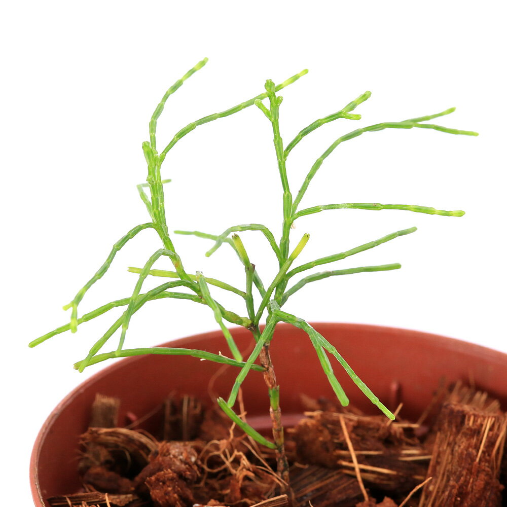 �ʥƥ�ꥦ��˰���ʪ�����������sp���˥塼����ɥ˥�����434330��3���1�ݥåȡ�