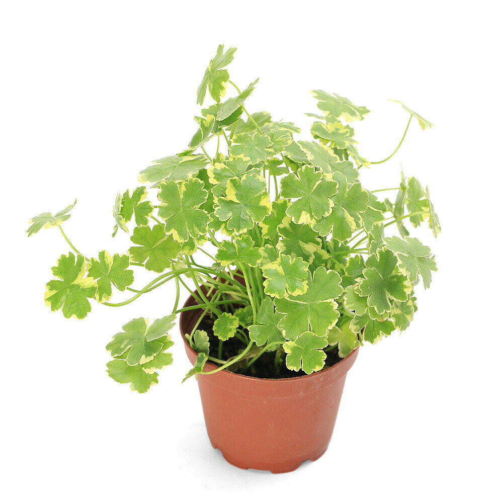 鉢で育成済み！斑入りの小さな葉がかわいい！鉢植え　斑入り　チドメグサ（水上葉）（無農薬）（1鉢）発送サイズ10cm程度（鉢込み）残留農薬状態無農薬別名クリスタルコンフェッティ学名（※）Marsilea sp．（※）…改良品種や学名が不明の種は流通名での記載の場合があります。分類ウコギ科（Araliaceae）チドメグサ属（Hydrocotyle）分布本州、四国、九州、沖縄どんな種類？本州から沖縄にかけて分布するウコギ科の植物、チドメグサの斑入り品種です。別名クリスタルコンフェッティとも呼ばれます。ピンクや白の斑が入った小さな丸い葉が特徴で非常に可愛らしい見た目をしています。地植えも可能ですが環境があうと増えすぎてしまう恐れもあるため注意が必要です。葉の汁を傷口につけて止血をしたことから「血止草」の名がつきました。主に湿った地面を這うように生えるため、ビオトープの前景草やグランドカバーにもおすすめです。育成要件＆データ育成難易度　→　★★★☆☆光量　　　　　→　60cm20W3灯以上（2400〜3000lm）CO2　　　　 → 無くても可　1滴／3秒（60cm標準水槽相当）pH　　　　　　→　5〜7GH　　　　 　 →　0〜6kH　　　　　　→　0〜温度　　　　　→　20〜28度底砂　　　　　→　ソイル、大磯推奨水槽　　→　30cm以上植栽位置　　→　前■■■□□後草姿　　　　　→ 有茎草最大草姿　　→　葉幅1cm程度生長速度　　→　速め増殖方法　　→　差し戻し、ランナー※…育成環境は一例です。必ずしもこの環境下であれば育つことを確約するものではございません。注意※表記サイズは1鉢でのおおよその目安です。育成環境や、成長の度合いにより最大サイズは異なります。※茶色の硬質プラスチックのポットに植えた状態での発送となります。※ウォータークローバー　ムチカより葉ぶりが細かく可愛らしい斑が入ります。PSBQ10　ピーエスビーキュート　淡水用　30mL5個セット　光合成細菌　バクテリア　熱帯魚（生餌）淡水用　微生物で水質向上セット　エサ用ゾウリムシミックス＋PSBQ10　本州四国限定Plants　Green　プランツグリーン　250ml　（水草の栄養液）（熱帯魚）オトシンクルス（3匹）　北海道・九州航空便要保温（エビ）ミナミヌマエビ（10匹）（＋1割おまけ）Fe　Energy（エフイーエナジー）　400g　5mm　（水草の栄養素）日本動物薬品　ニチドウ　水草が育つCO2リキッド　2本入　（緑）アクロ　化学反応式CO2ジェネレーターセット　クエン酸重曹付属　水草育成 … _aqua　_gardening　ビオトープ　水辺植物　水生植物　ガーデニング　水辺植物　all_plants　植物生体　ガーデニング生体　育て方　育成方法　栽培方法　抽水植物　チドメグサ　ウコギ科　クリスタルコンフェッティ　Hydrocotyle sibthorpioides　血止草　斑入り　フイリ　バリエガータ　水草　グランドカバー　カラーリーフ　AK　y26m04　20260407 2026tuuki　weeklywplant　irupaqtok　seitaiirupaqtok（水草）鉢植え　斑入り　チドメグサ（水上葉）（無農薬）（3鉢）■この商品をお買い上げのお客様は、下記商品もお買い上げです。※この商品には付属しません。■PSBQ10　ピーエスビーキュート　淡水用　30mL5個セット　光合成細菌　バクテリア　熱帯魚（生餌）淡水用　微生物で水質向上セット　エサ用ゾウリムシミックス＋PSBQ10　本州四国限定Plants　Green　プランツグリーン　250ml　（水草の栄養液）（熱帯魚）オトシンクルス（3匹）　北海道・九州航空便要保温（エビ）ミナミヌマエビ（10匹）（＋1割おまけ）Fe　Energy（エフイーエナジー）　400g　5mm　（水草の栄養素）日本動物薬品　ニチドウ　水草が育つCO2リキッド　2本入　（緑）アクロ　化学反応式CO2ジェネレーターセット　クエン酸重曹付属　水草育成