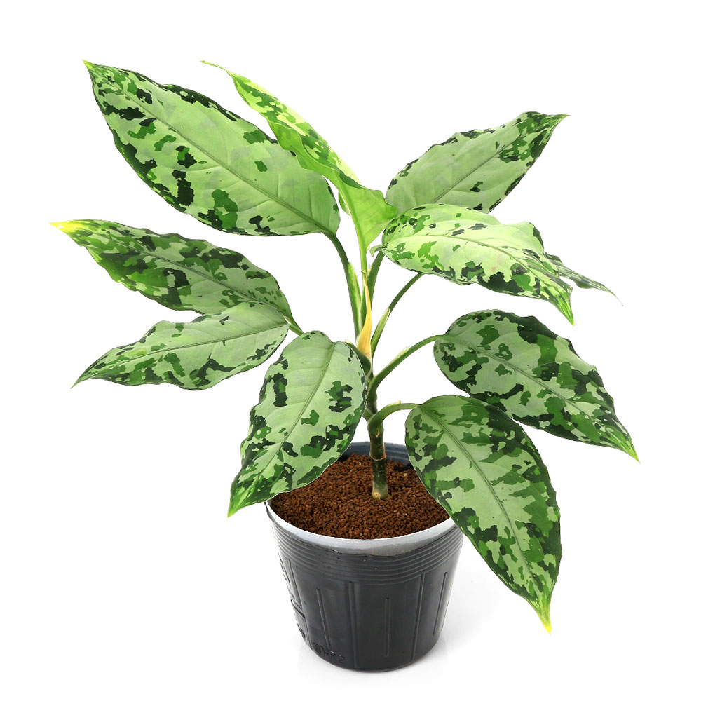 楽天市場】アグラオネマ ピクタム（観葉植物｜花・観葉植物）：花