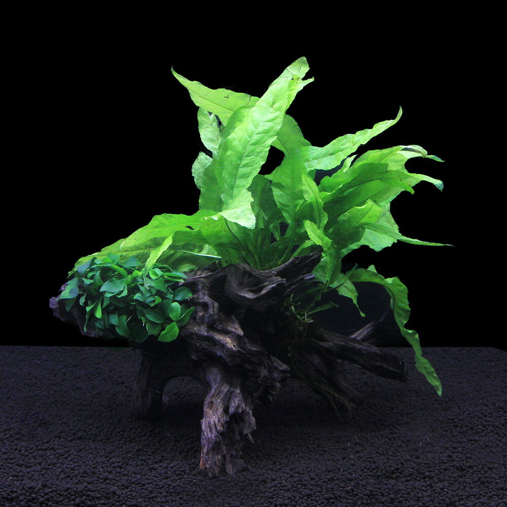 （水草）一点物　巻きたて　活着系植物2種付き　ディアーホーンウッド（434889）（半水中葉）（1個）