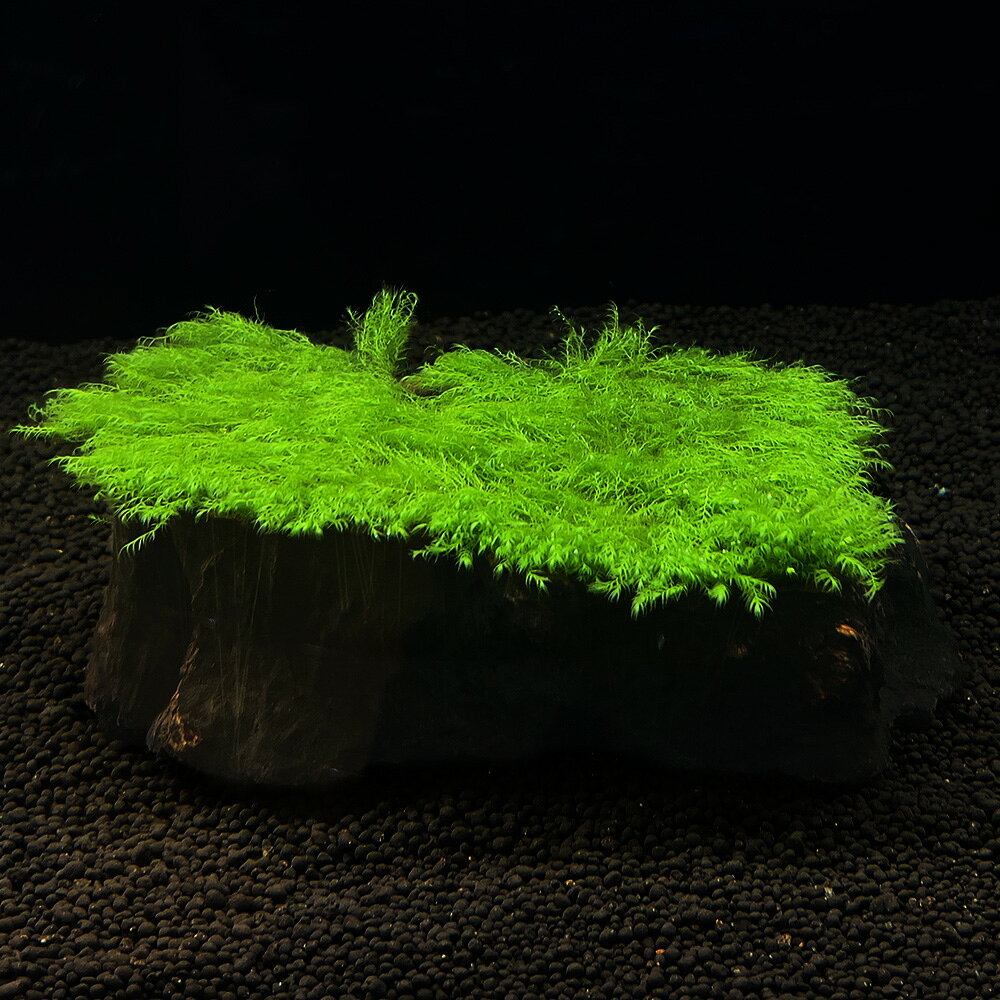 （水草）一点物　育成済　ウォーターフェザー付き　LOWタイプ切り株流木（434893）（水中葉）（無農薬）（1個）