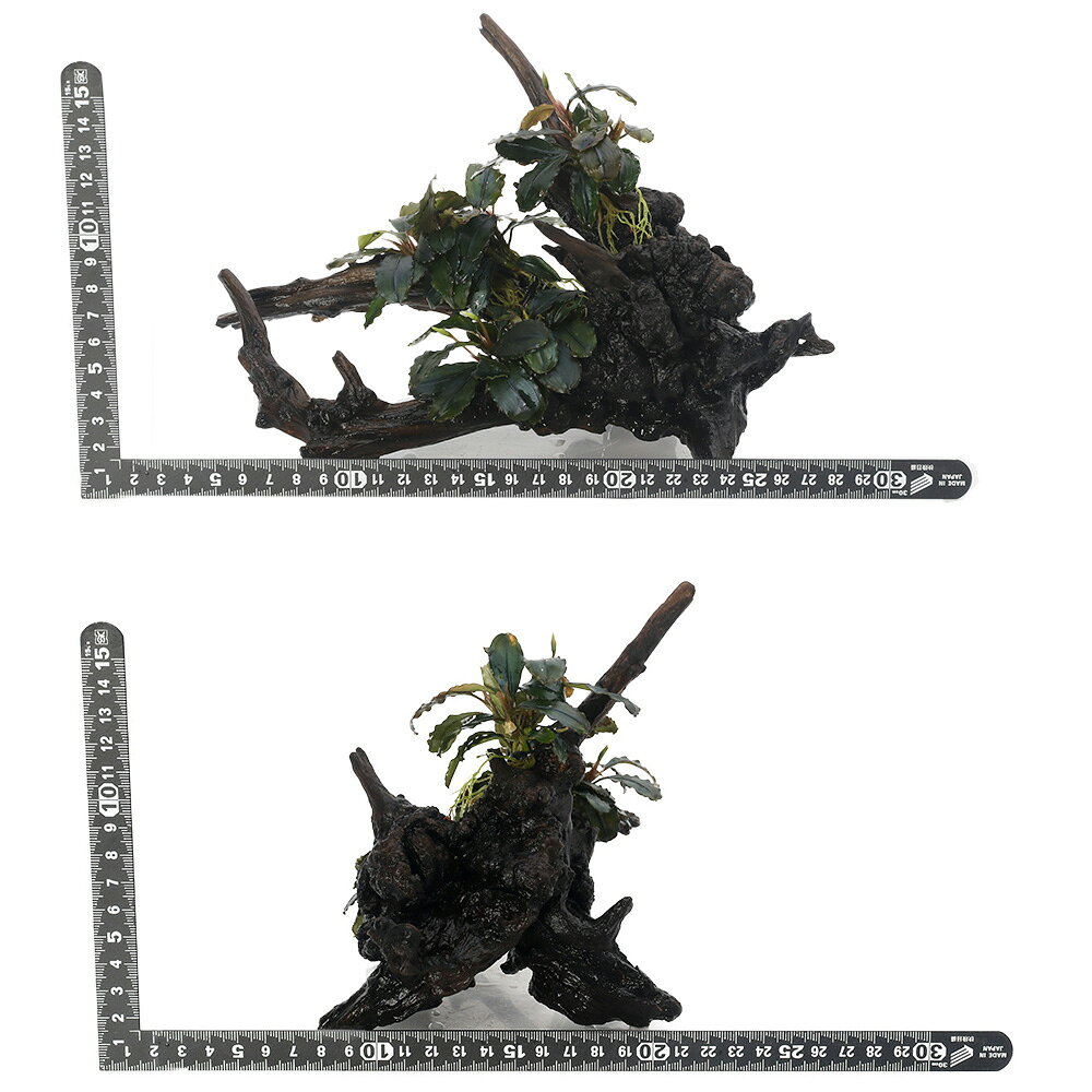 charm 3980 楽天市場店の（水草）一点物　育成済　ブセファランドラ付き レイアウト流木(ハデス東南便)（434894）(水上葉)(無農薬)（1個）｜アングル3
