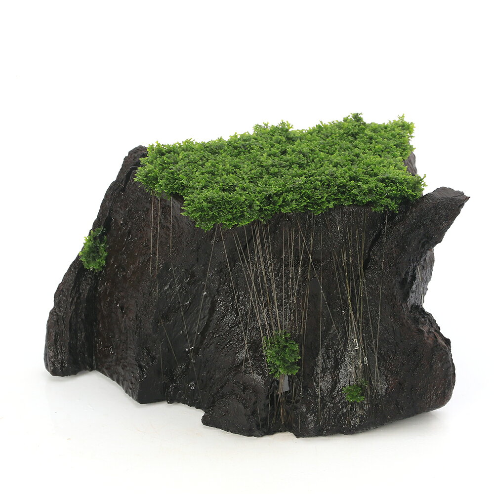 （水草）一点物　育成済　プレミアムグリーンモス付　切り株流木（435020）（水中葉）（無農薬）（1個）