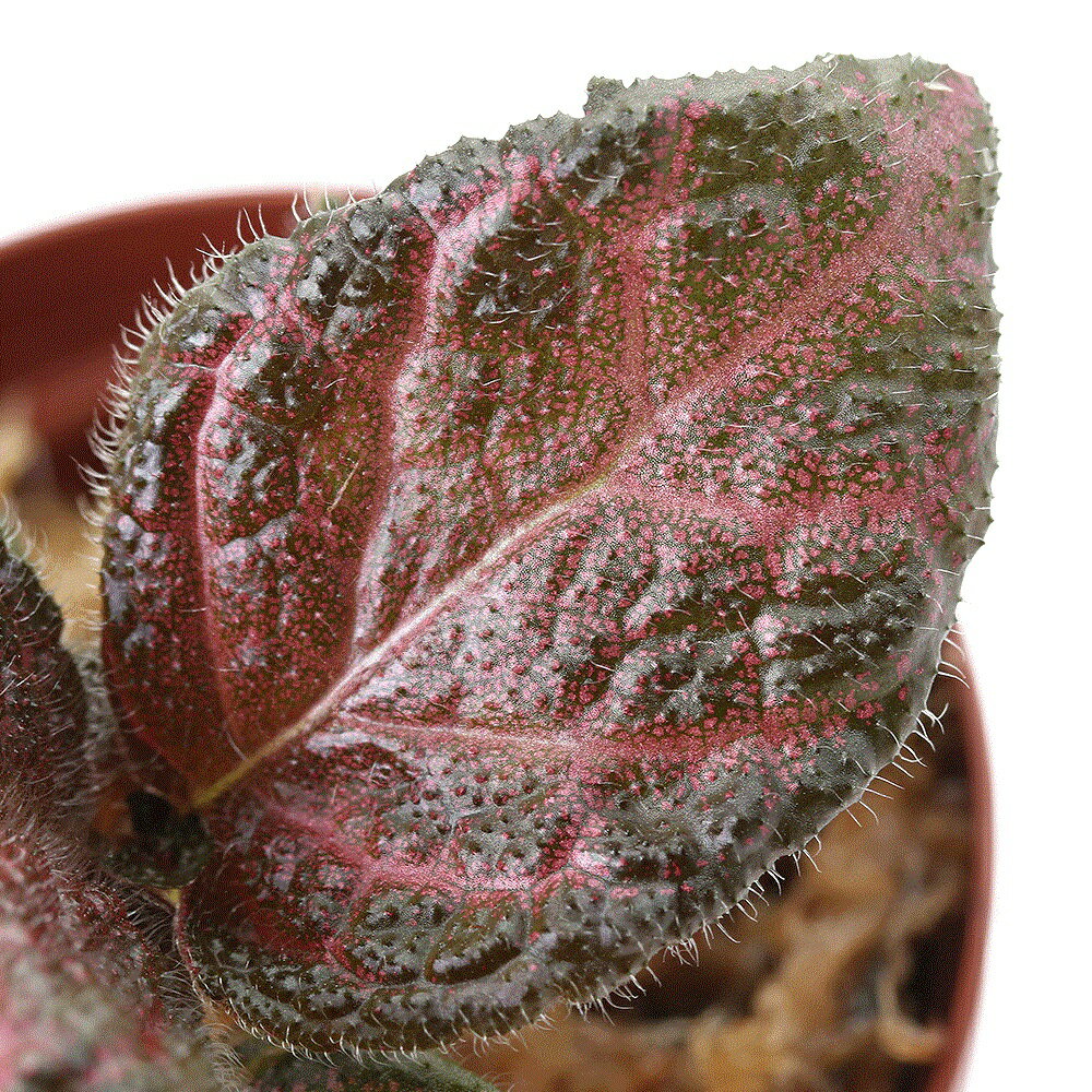 （テラリウム）エピスシア クプレアータ（1ポット） 北海道・九州航空便要保温