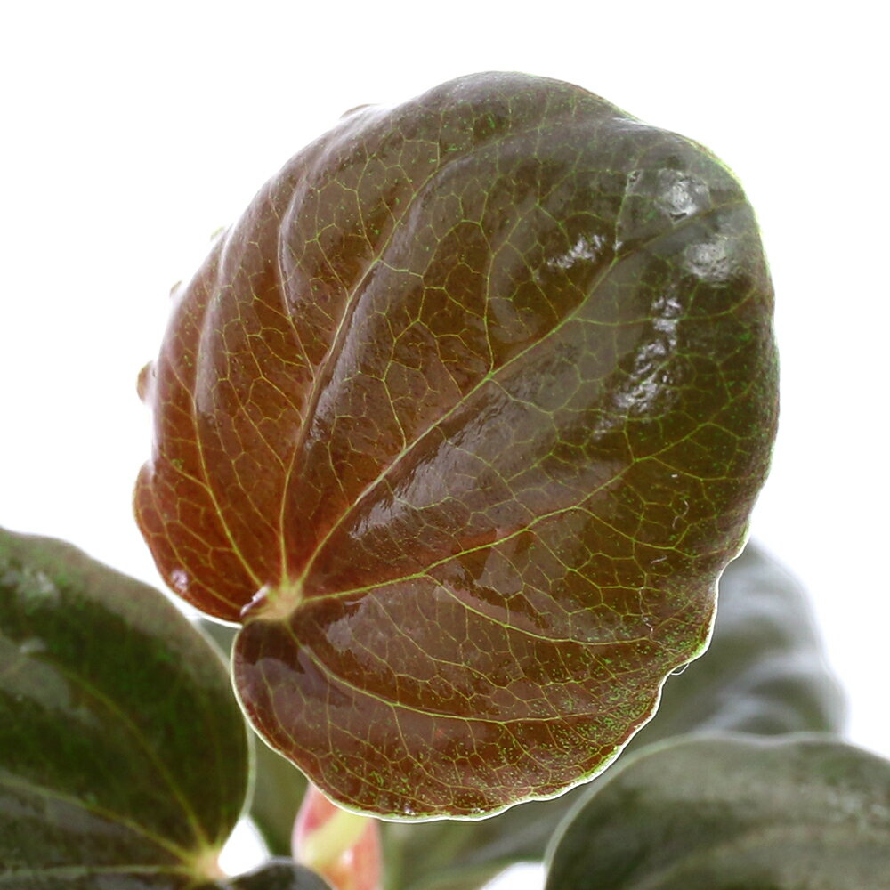 （テラリウム）ペペロミアsp．ブラックリーフ（1ポット） 北海道・九州航空便要保温