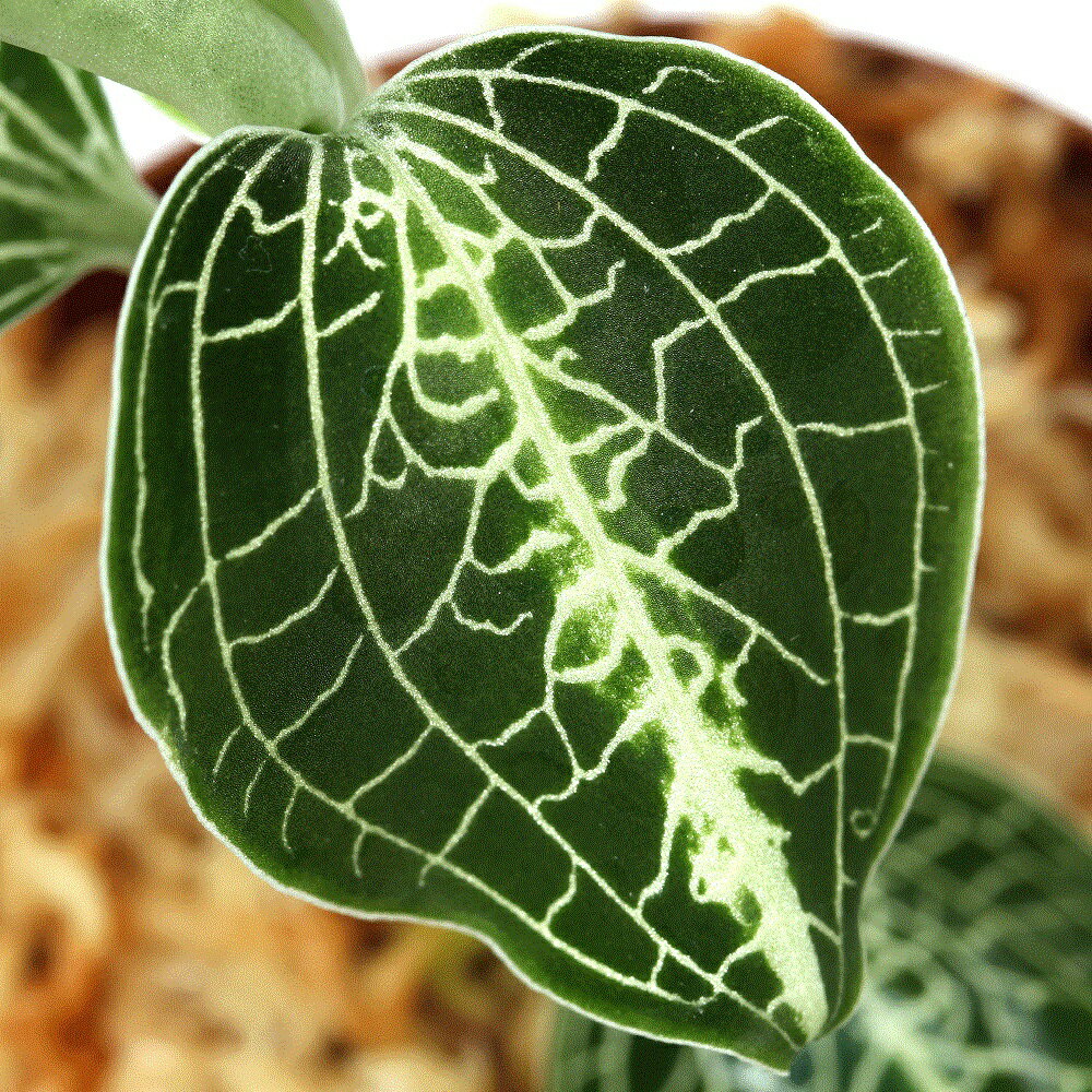 （テラリウム）アネクトキルス リレイ ミント（1ポット） 北海道・九州航空便要保温