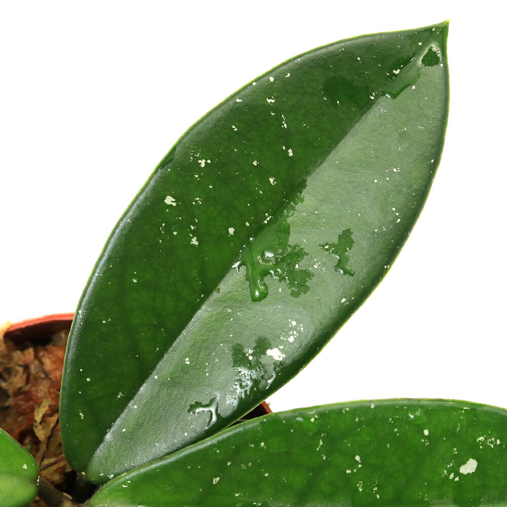 （テラリウム）ホヤsp．台湾産（1ポット） 北海道航空便要保温