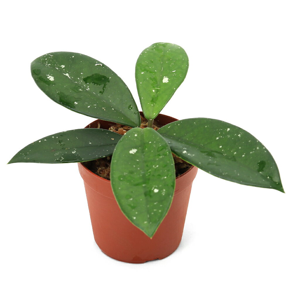 （テラリウム）ホヤsp．台湾産（1ポット）　北海道航空便要保温