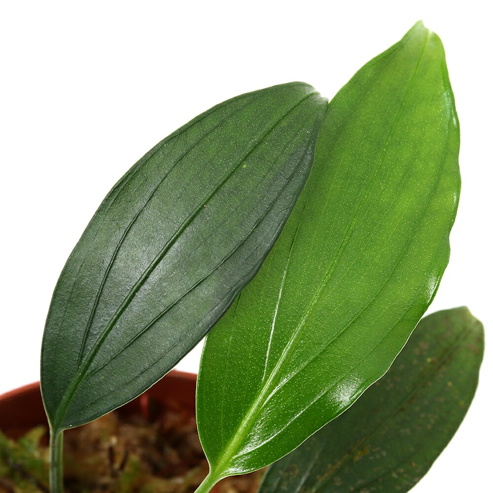 （テラリウム）アリダルムsp．ボルネオ東部産（1ポット）　北海道・九州航空便要保温