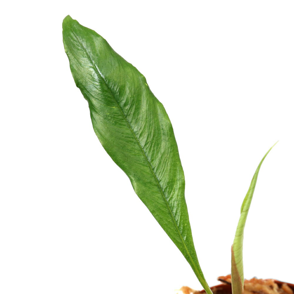 （テラリウム）スキスマトグロッティスsp．ボルネオ東部産（1ポット）　北海道・九州航空便要保温