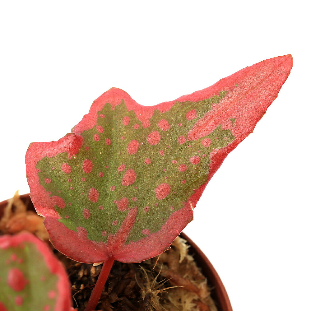 �ʥƥ�ꥦ��˥٥��˥����ϥ��֥�åɡ�����ե�����������X�����쥤�����ԥ󥯡�1�ݥåȡˡ��̳�ƻ�Ҷ������ݲ�