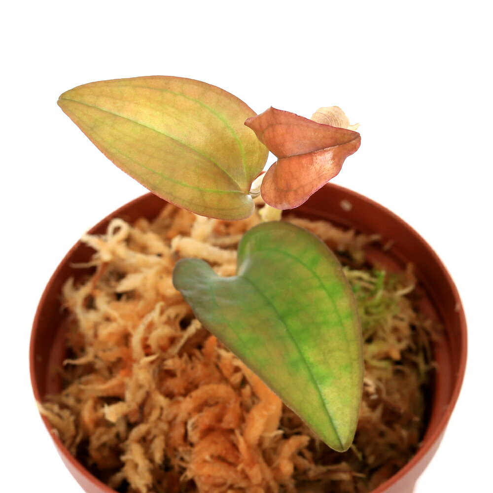 （テラリウム）ネフェラフィラム プルクラム（1ポット） 北海道・九州航空便要保温