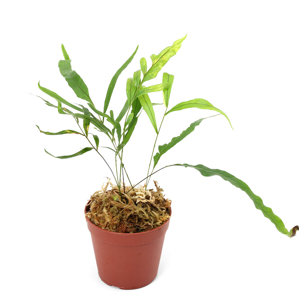 丈夫なテラ向け植物！ドリナリア　リギデュラ　ヤーペン島産（1ポット）発送サイズ草丈：約15〜20cm学名（※）Drynaria　rigidula（※）…改良品種や学名が不明の種は流通名での記載の場合があります。分類シノブ科どんな種類？育成難易度　→　★☆☆☆☆ハカマウラボシ属のシダ植物です。深い緑色と切れ込みの多い葉が特徴的な種類です。メタハラなど強い光は好まず、多湿を好みます。低温にも強くないので15度以下にはならないように管理する必要があります。注意※表記サイズは1株（1本）でのおおよその目安です。育成環境や、成長の度合いにより最大サイズは異なります。※入荷状況等により、ポットなし1ポット分での発送となる場合がございます。※葉のキズ、枯れ等がある場合がございますのでご了承の上お買い求め下さい。水苔　ペルー産　12L　AAA　圧縮タイプアクロ　スーパークリア　パルダリウムケージ　45×30×45cm　底面排水仕様　ドレインセットアクロ　スーパークリア　パルダリウムケージ　45×30×45cm … PF_SPQ　ガーデニング　原種　テラリウム　ビバリウム　パルダリウム　Davalia　ダバリア　シノブ属　熱帯植物　テラリウム　テラリウム植物　テラ植物　原種　progenitorplant　terrariumplants　teraoriginalpot　20260717 2026koki y26m07■この商品をお買い上げのお客様は、下記商品もお買い上げです。※この商品には付属しません。■水苔　ペルー産　12L　AAA　圧縮タイプアクロ　スーパークリア　パルダリウムケージ　45×30×45cm　底面排水仕様　ドレインセットアクロ　スーパークリア　パルダリウムケージ　45×30×45cm
