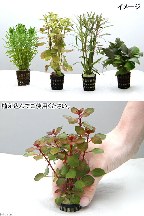 （水草）おまかせ水草ミニポット　5ポットセット（水上葉）（無農薬）