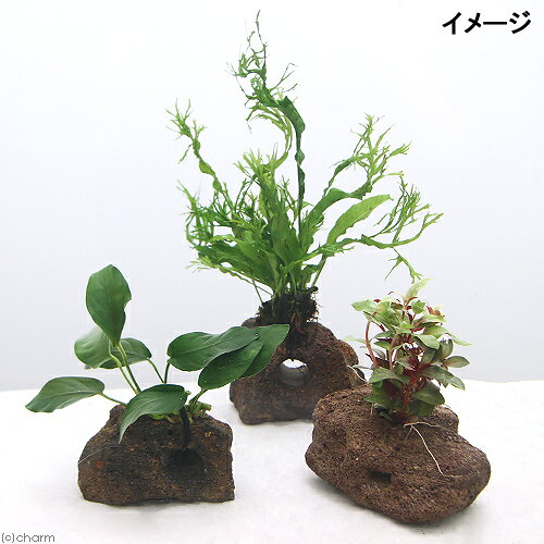 （水草）置くだけ簡単　水草付き溶岩石3種セット（ミクロ・アヌビアス・有茎草）（...