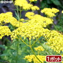 (山野草)オミナエシ(女郎花) 3号(1ポット)