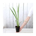 (ビオトープ)水生植物 カキツバタ 波の音(ナミノオト)白地紫砂子斑三英花(1ポット)