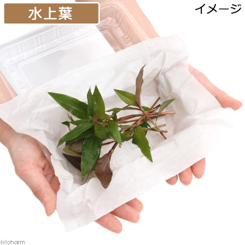 （水草）フロスコパ　スカンデンス（水上葉）（無農薬）（10本）