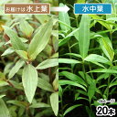 (水草)フロスコパ スカンデンス(水上葉)(無農薬)(20本)