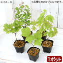 (山野草)盆栽 樹木苗 品種おまかせ 2~3年生 品種表記なし(1ポット)