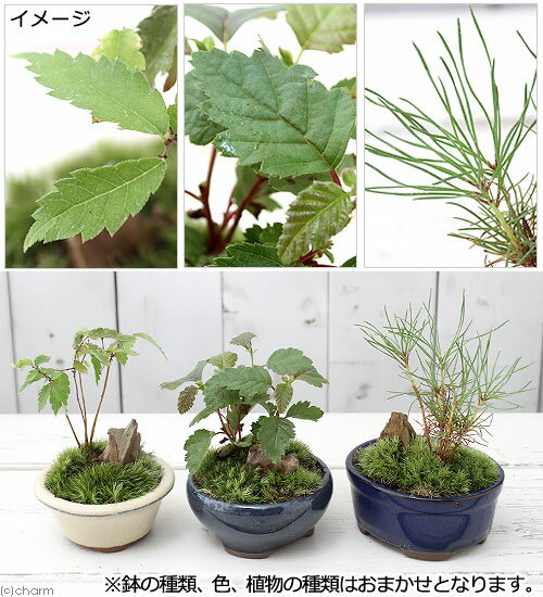 �ʻ�������ߺϡ����ߺϡ��ߥ˼����ġ�ȭ���ޤ�����3ȭ�ˡʵ�̲���֡�